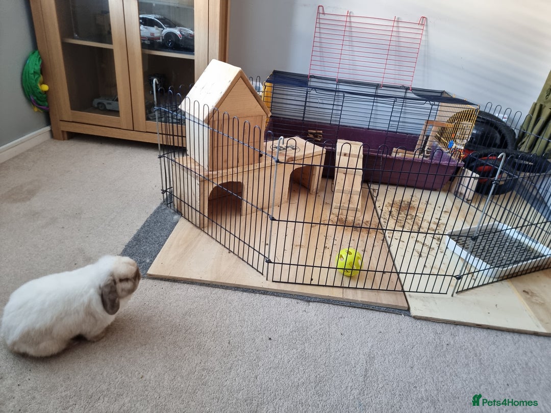 Mini Lop rabbits for sale: Beautiful friendly male mini lop - Advert 2