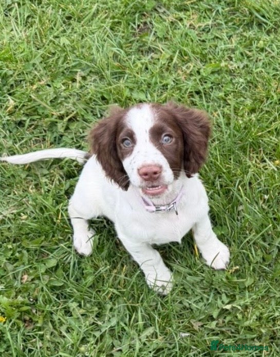 Cocker Spaniel dogs for sale: Cocker spaniel  - Advert 5