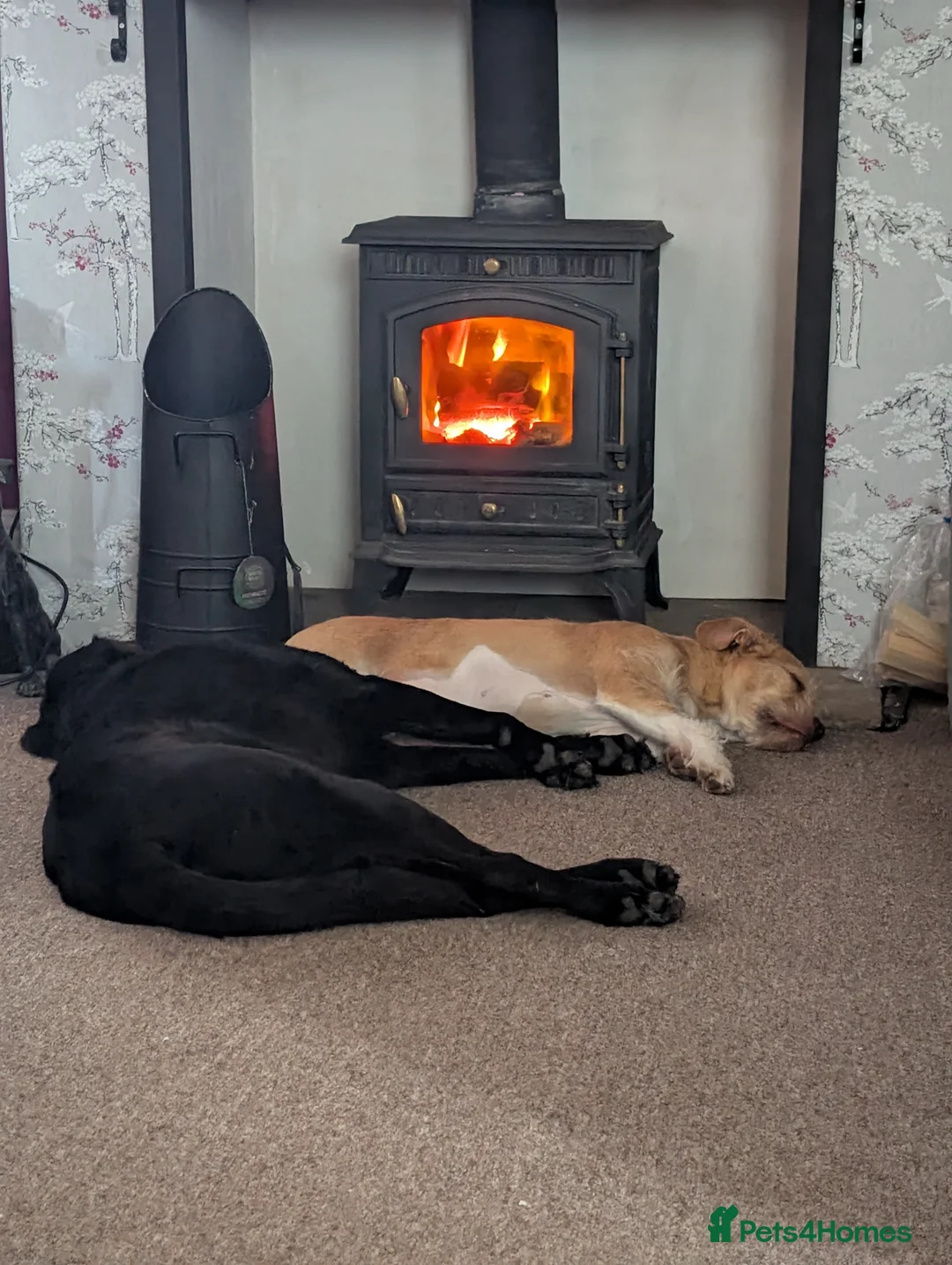 Mixed Breed dogs for sale: Poodle x bulldog for sale - Advert 8