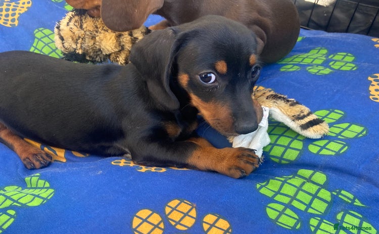 Dachshund dogs - Advert 6