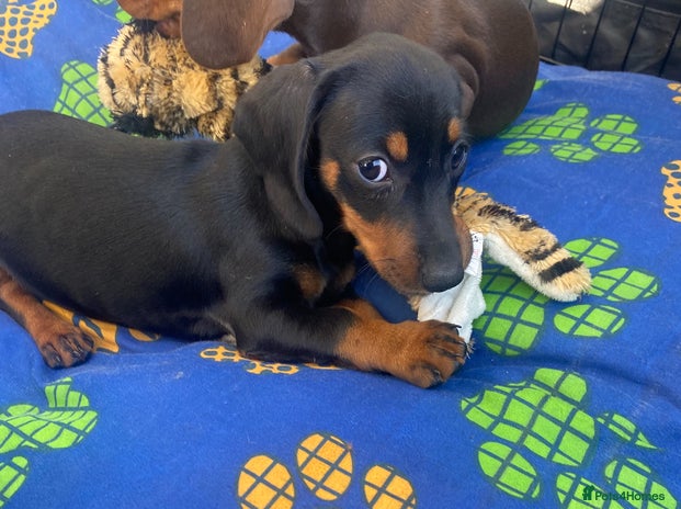 Dachshund dogs - Advert 2