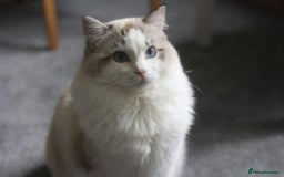 Ragdoll cats for stud: GCCF/TICA ACTIVE REGISTERED Championbloodline stud in Leyland - Image 5