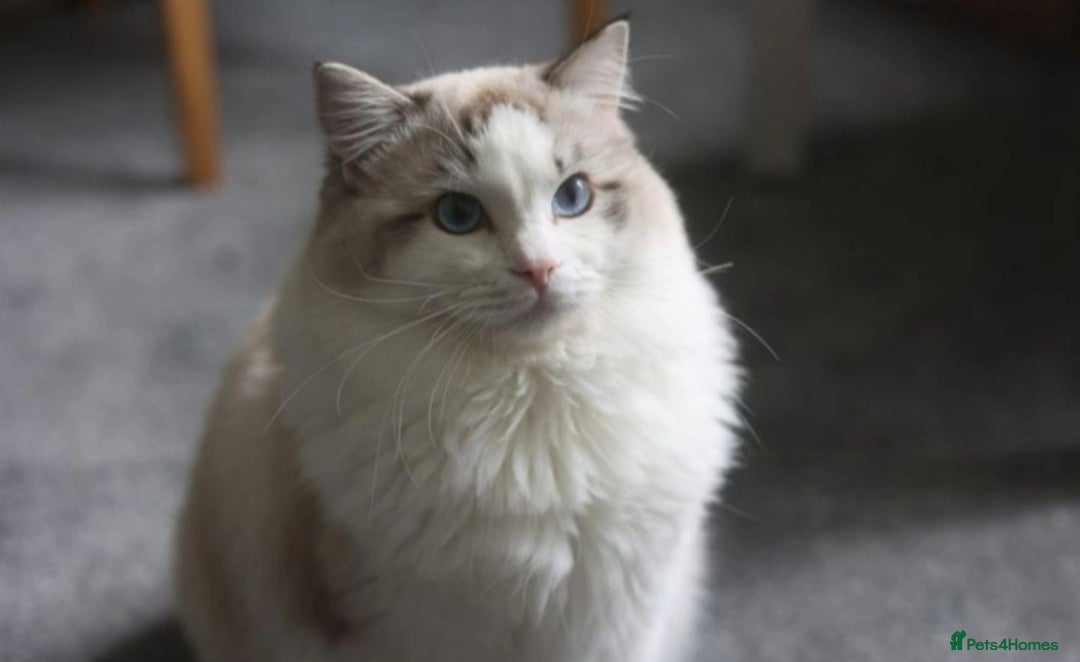 Ragdoll cats for stud: GCCF/TICA ACTIVE REGISTERED Championbloodline stud in Leyland - Image 5