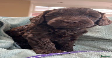 Australian Labradoodle dogs - Advert 2
