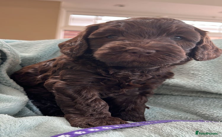 Australian Labradoodle dogs - Advert 1