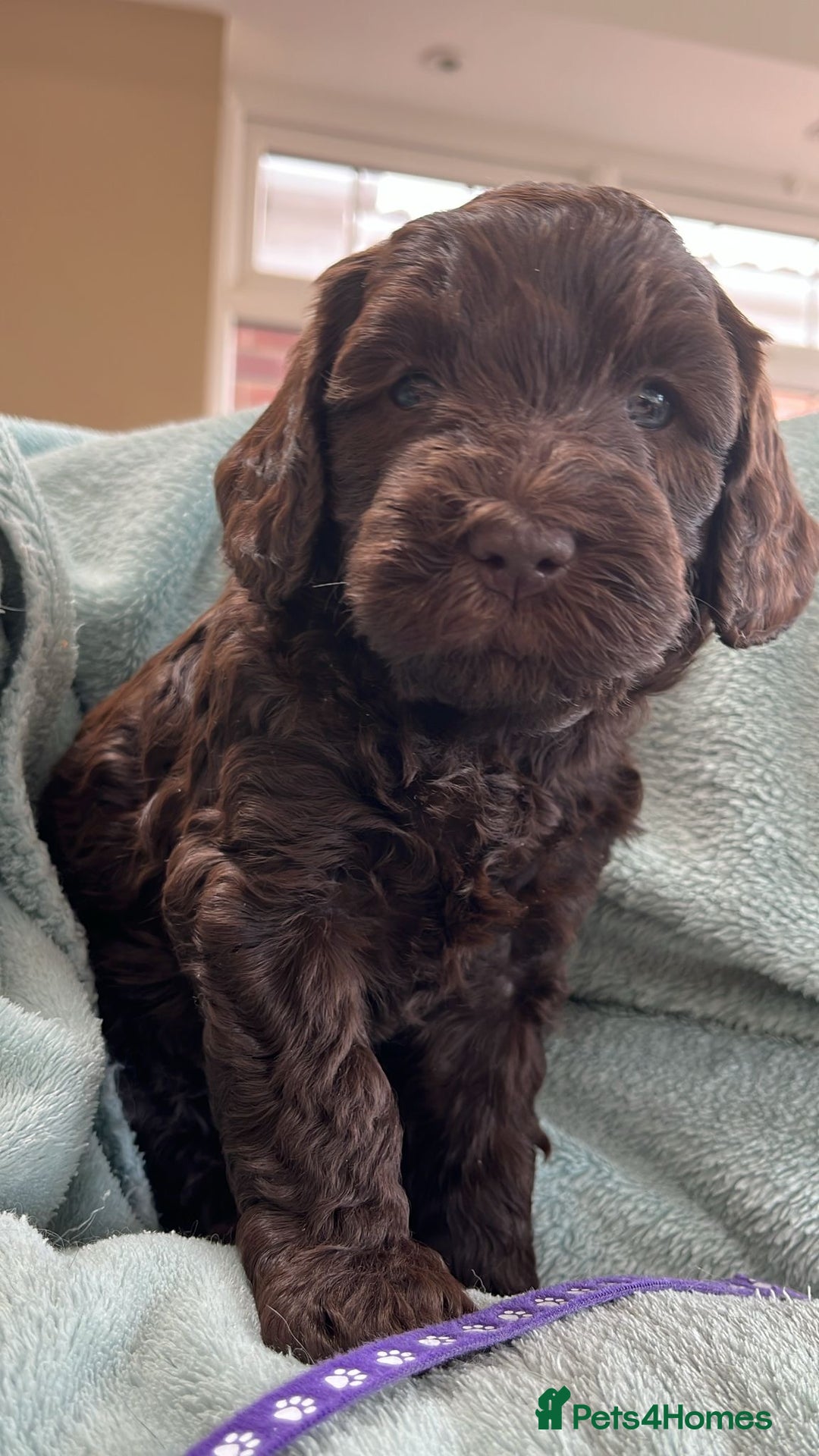 Australian Labradoodle dogs for sale: Pure Australian Labradoodles - READY TO LEAVE  - Image 4