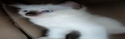 Ragdoll cats for sale: 5 ragdolls ready for their forever home - Advert 18