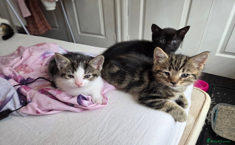 Mixed Breed cats - Advert 11