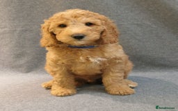 Mixed Breed dogs for sale: FULLY HEALTH TESTED FOX RED MINIATURE COCKAPOOS  - Image 1