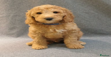 Mixed Breed dogs - Advert 4