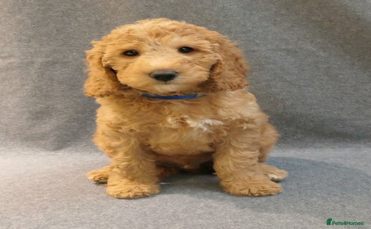 Mixed Breed dogs - Advert 8