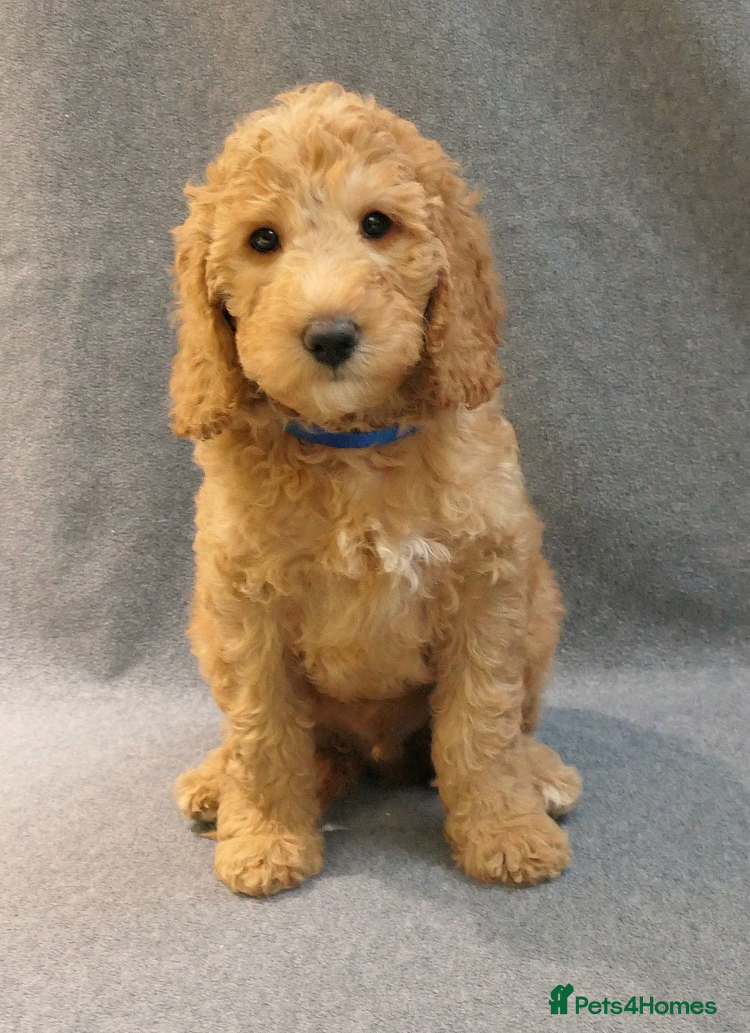 Mixed Breed dogs for sale: FULLY HEALTH TESTED FOX RED MINIATURE COCKAPOOS  - Image 1