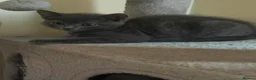 Scottish Fold cats for sale: 4 Beautiful Scottish Fold Kittens  - Advert 2