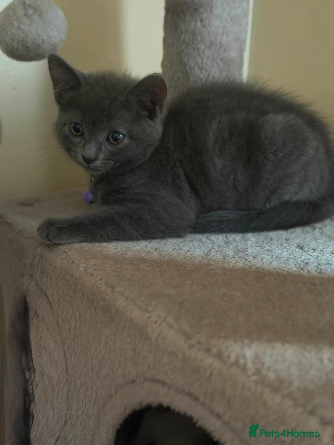 Scottish Fold cats for sale: 4 Beautiful Scottish Fold Kittens  - Advert 2
