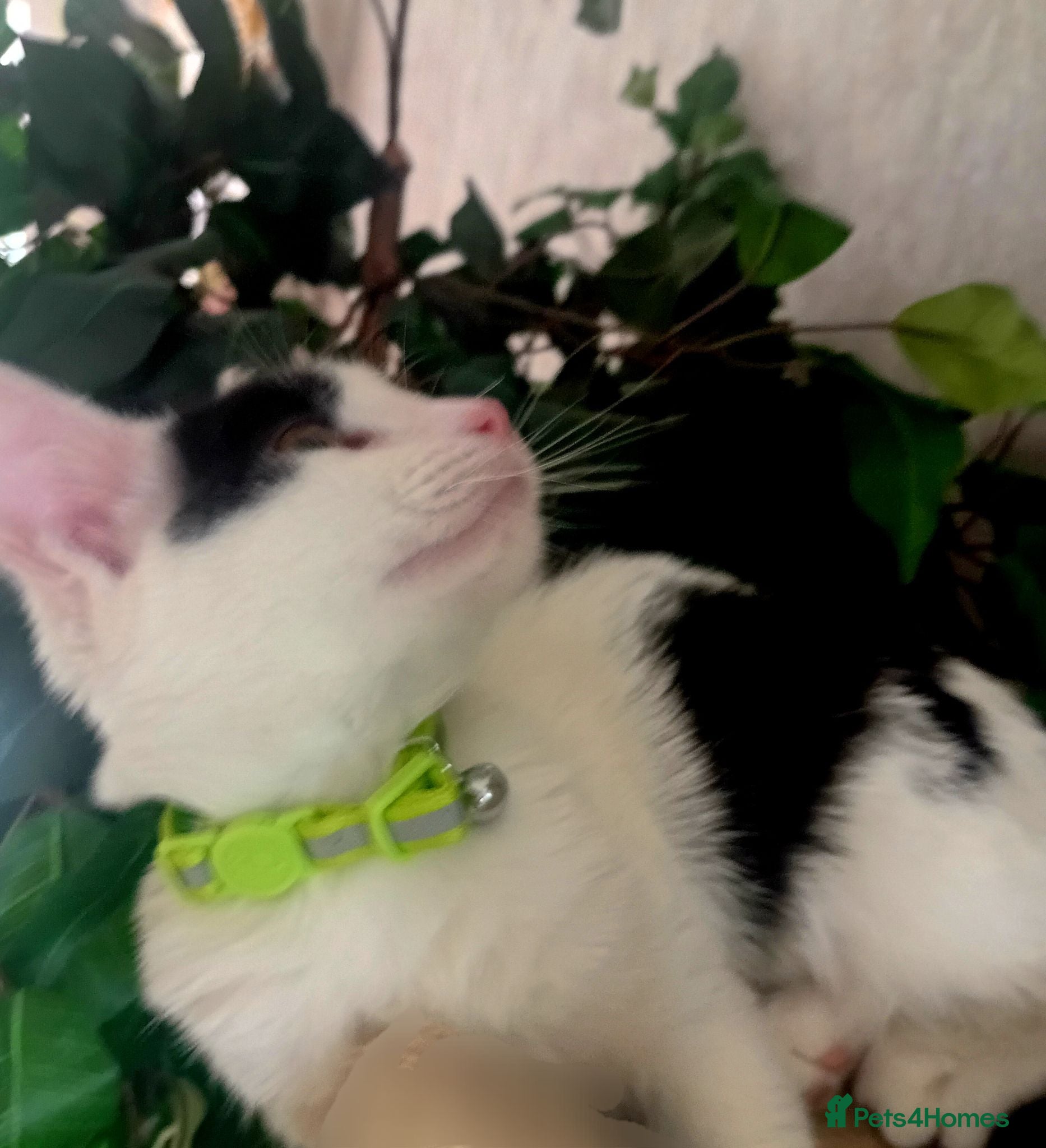 Mixed Breed cats Three Beautiful Kittens Seeking Forever Homes - Advert 1