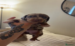 Miniature Dachshund dogs for sale: Dachshund puppy’s forsale  - Image 2