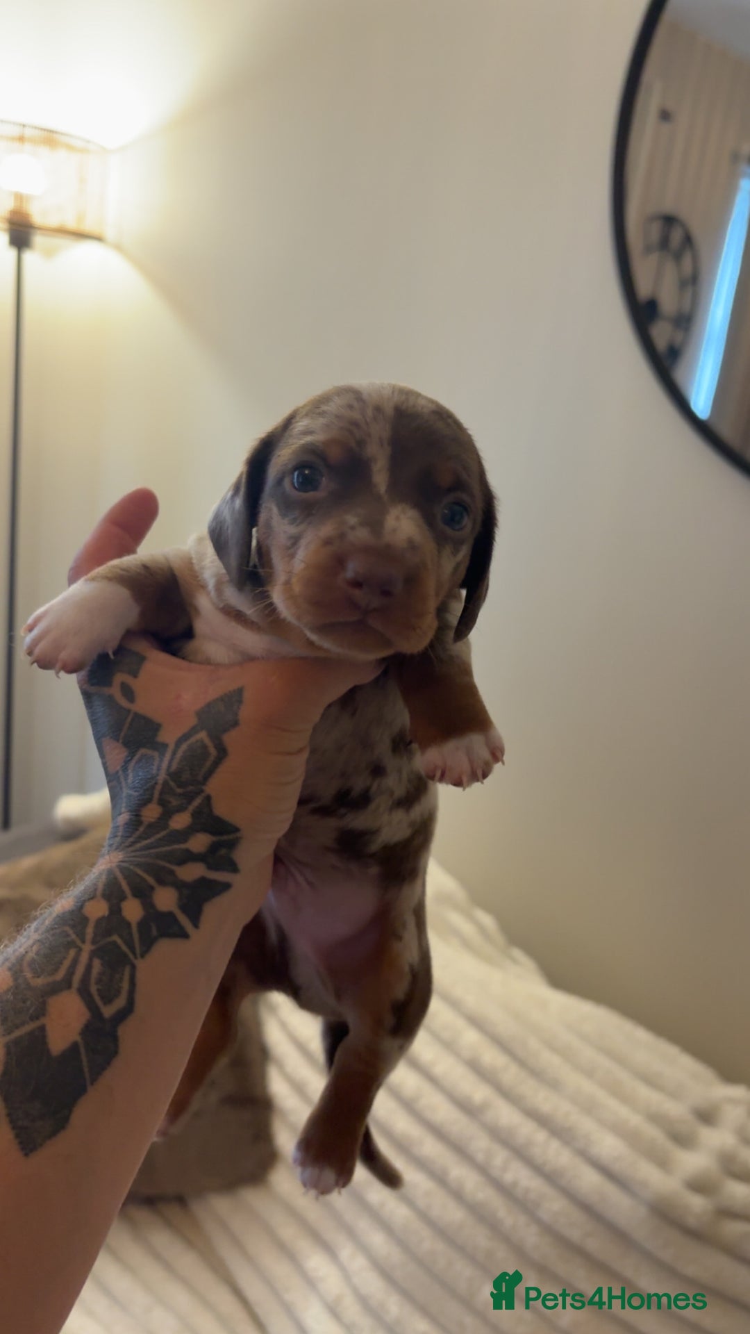 Miniature Dachshund dogs for sale: Dachshund puppy’s forsale  - Image 2