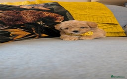 Poochon dogs for sale: Stunning F1 Toy Poochon Puppies BOYS - Image 10