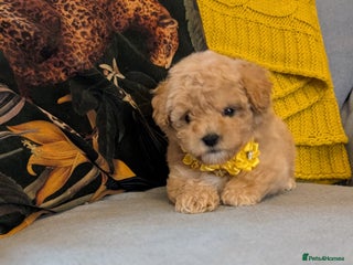 Poochon dogs Stunning F1 Toy Poochon Puppies BOYS - Advert 13