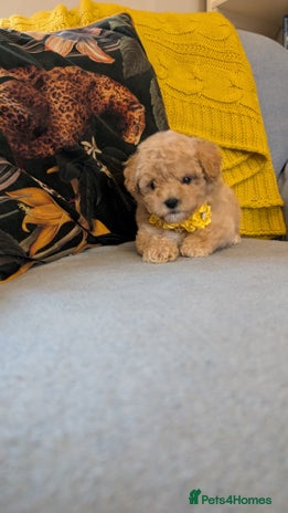 Poochon dogs - Advert 1