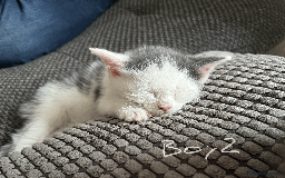 Mixed Breed cats for sale: Lovely kittens - Image 8