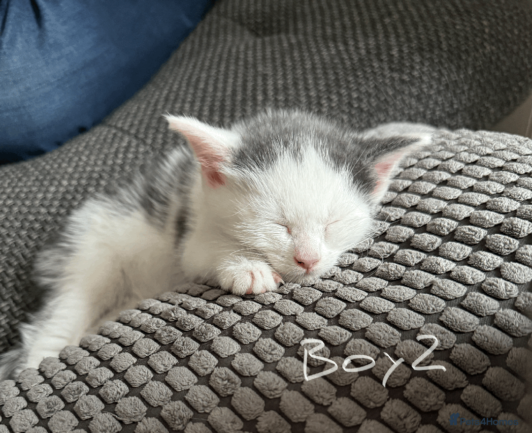 Mixed Breed cats for sale: Lovely kittens - Image 8