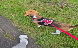 Beagle dogs for sale: 9 mouths old puppy beagle  - Image 4