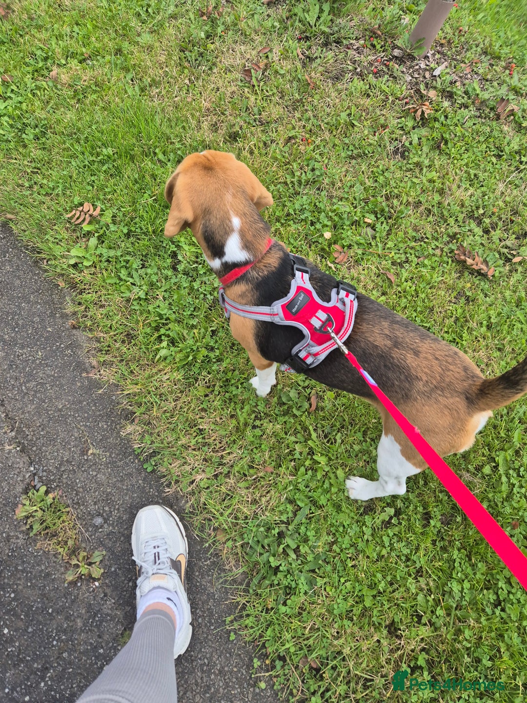 Beagle dogs for sale: 9 mouths old puppy beagle  - Image 4