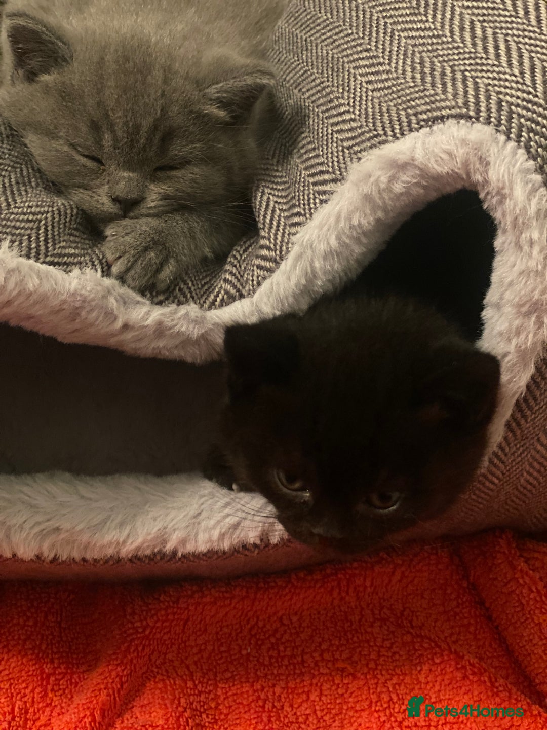 British Shorthair cats for sale: Stunning Pedigree British Shorthair Kittens in Portsmouth - Image 6