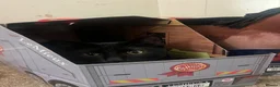 British Shorthair cats for sale: Two gorgeous super friendly cats  - Advert 4