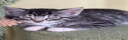 Maine Coon cats for sale: Champion XL Russian Maine coon X GCCF bengal - Advert 10