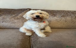 Cavapoochon dogs for sale: 2x Cavapoochon girls must go together  - Image 9