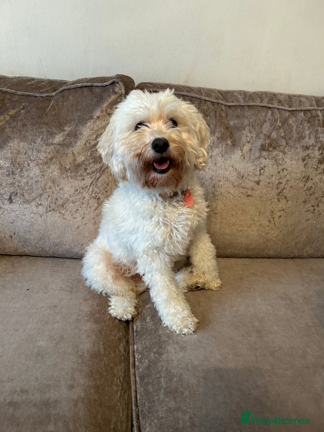 Cavapoochon dogs for sale: 2x Cavapoochon girls must go together  - Image 9