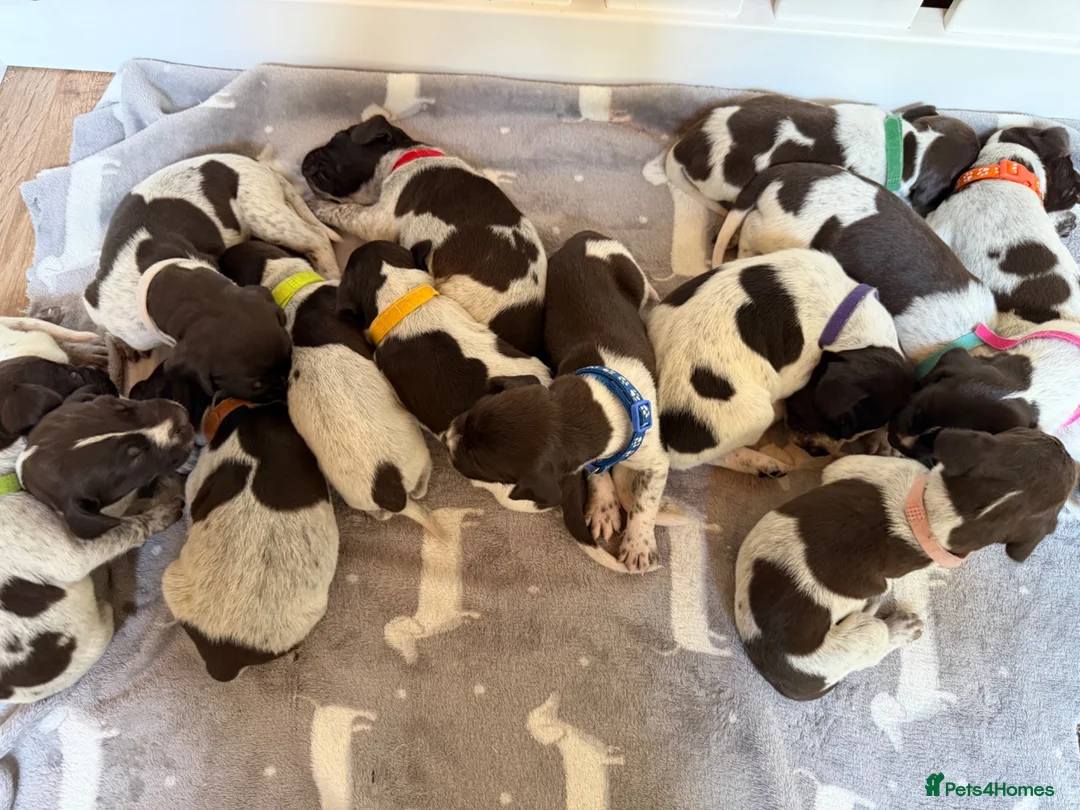 German Shorthaired Pointer dogs for sale: Stunning litter of 14 German short-haired pointers in Winchester - Advert 33