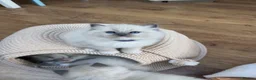 Ragdoll cats for sale: Surreys Finest & Fluffiest TICA Ragdoll Kitten  - Advert 20