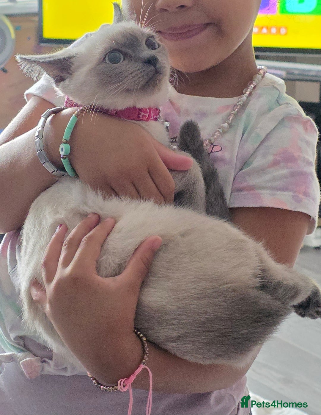 Ragdoll cats for sale: Last 2 ragdoll x British short hair - Image 3