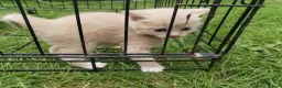 Ragdoll cats for sale: Ragdoll x - Advert 7