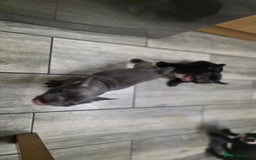 French Bulldog dogs for sale: 2 Adult French bulldogs and 4 Puppies  - Image 26