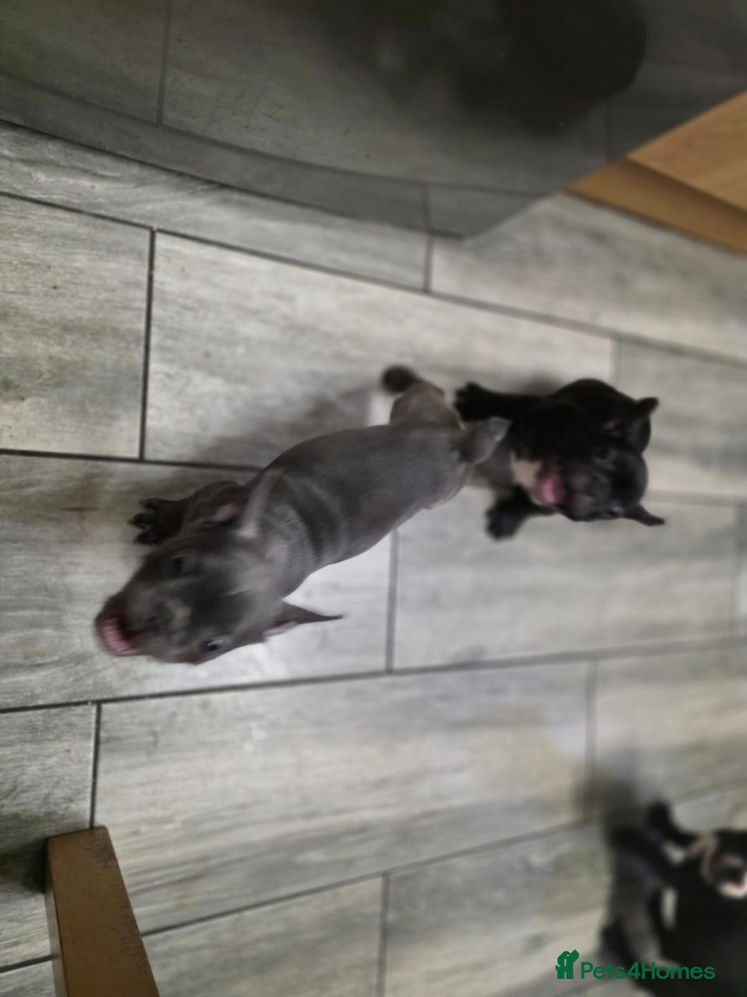 French Bulldog dogs for sale: 2 Adult French bulldogs and 4 Puppies  - Image 26