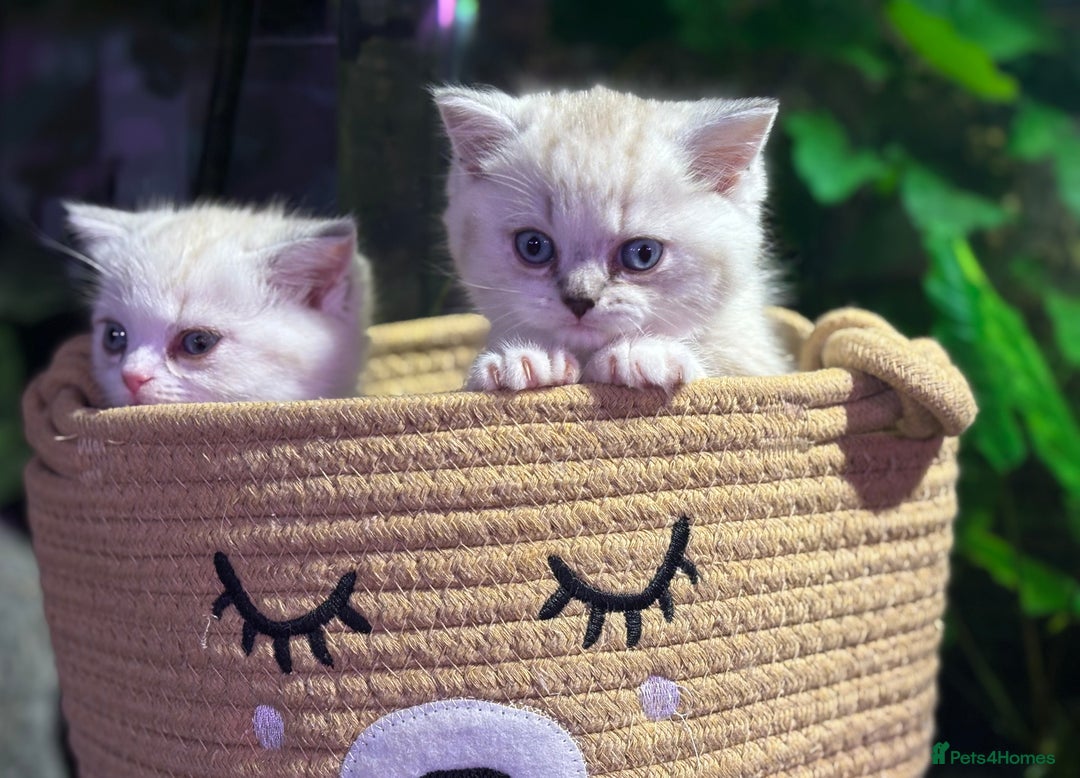 Scottish Fold cats for sale: TICA Full Pedigree kitten available  - Image 28