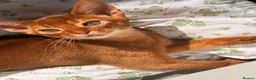 Abyssinian cats for sale: Stunning Abyssinian champion line kittens-last boy - Advert 1
