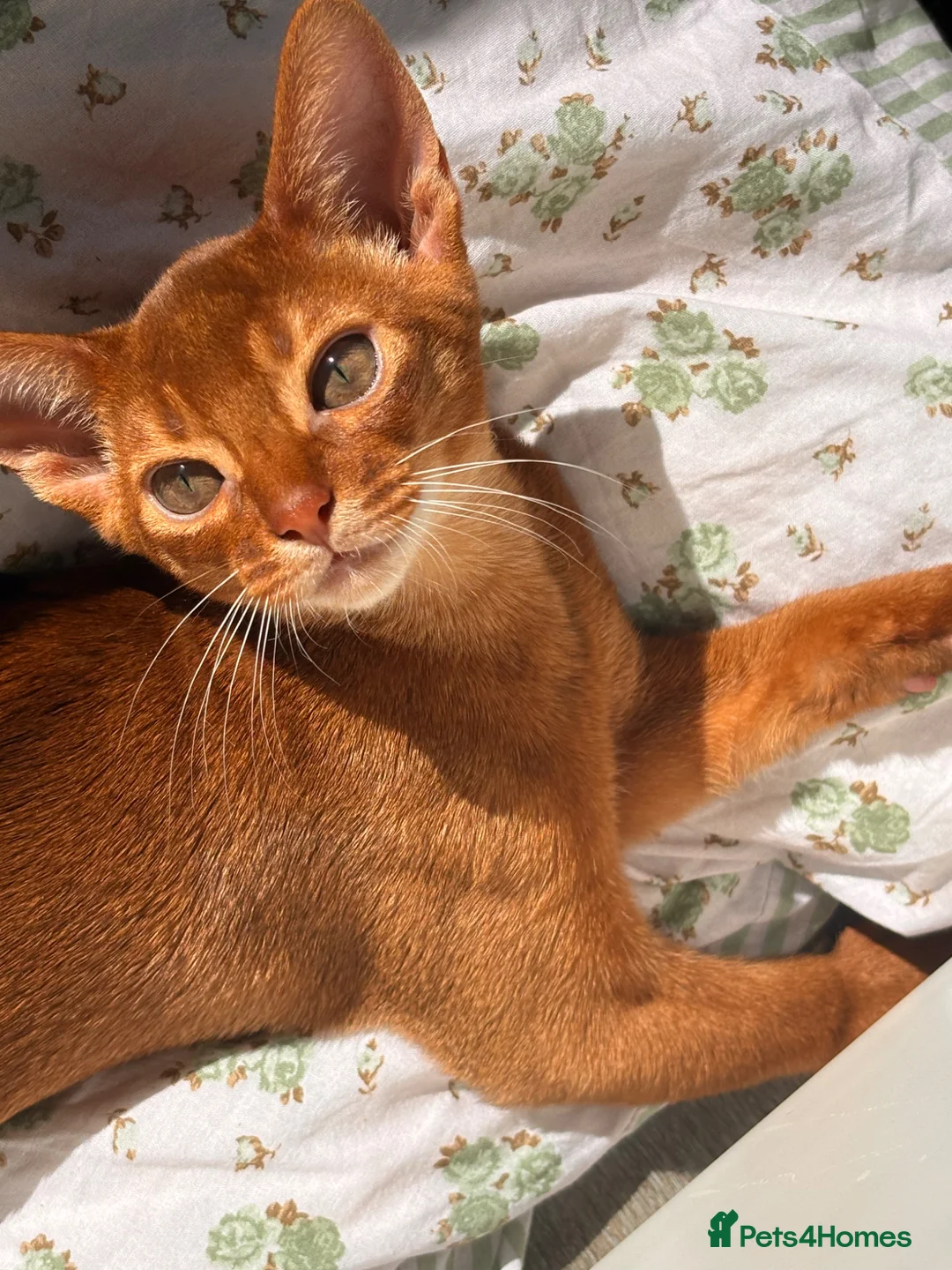 Abyssinian cats for sale: Stunning Abyssinian champion line kittens-last boy - Advert 1