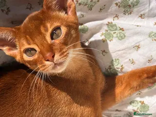 Abyssinian cats Stunning Abyssinian champion line kittens-last boy - Advert 6