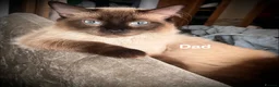 Ragdoll cats for sale: Ragdoll kittens *4 weeks old* Liverpool area  - Advert 8