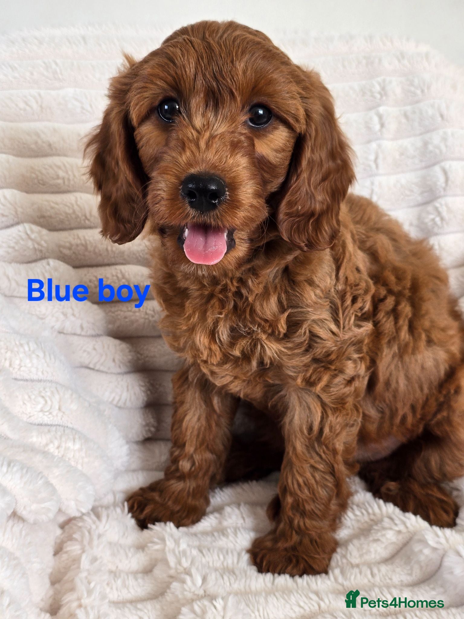 Cavapoo dogs MiniatureF1B💥DNAHealthTestedParents💥FamilyRaised - Advert 1