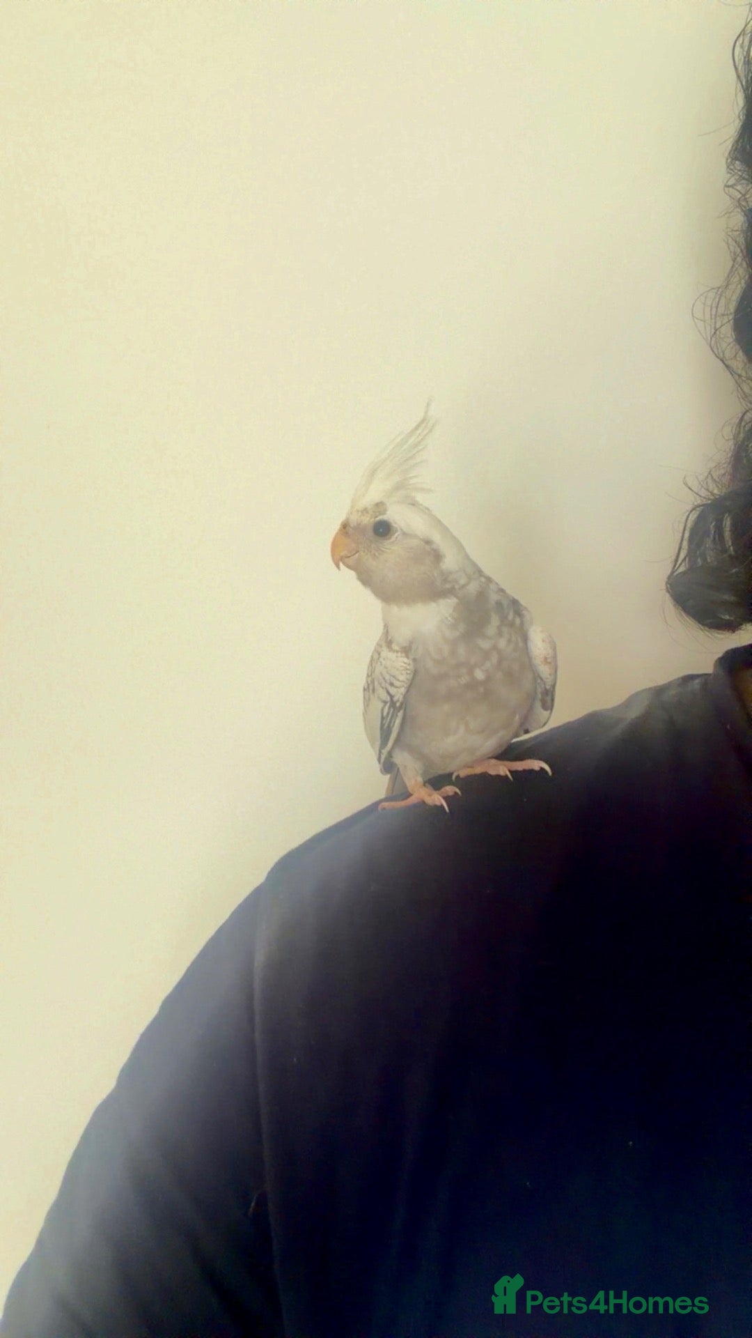 Cockatiels birds Hand Reared White Pied Baby Cockatiel - Advert 2