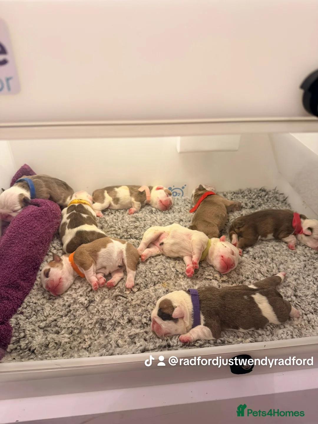 English Bulldog dogs for sale: English bulldogs male / female  - Advert 6
