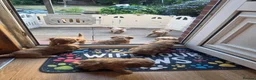Cockapoo dogs for sale: READY NOW !! Stunning F1 female Cockapoo puppy  - Advert 13