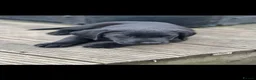 Labrador Retriever dogs for sale: Black Labrador Puppies Expected – Family Raised - Advert 9