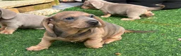 Dachshund dogs for sale: 4 beautiful Isabella and tan puppy’s  - Advert 25